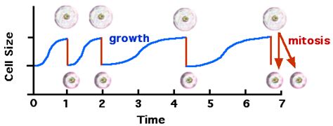 cell growth wikidoc