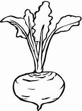 Turnip Beet Lettuce sketch template