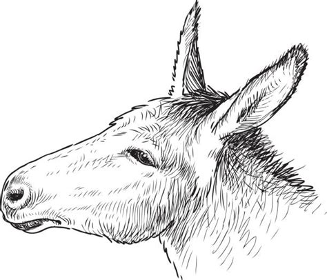 donkey head drawing illustrations royalty  vector graphics clip