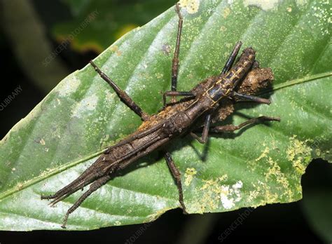 Stick Insects Mating Stock Image C016 6274 Science