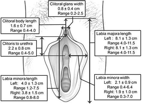 do measurements of external genitalia correlate with body image among