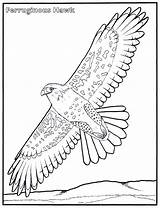 Hawk Coloring Pages Red Colouring Color Printable Tail Tailed Getdrawings Getcolorings sketch template