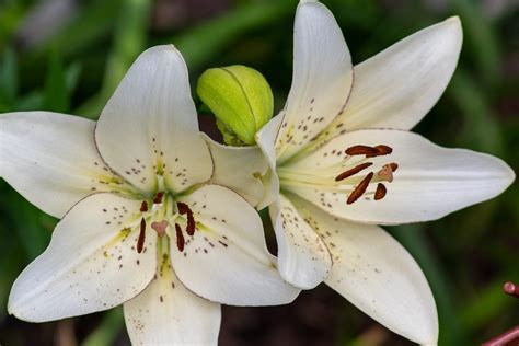 lovely pictures  lilies     gardeninbloomcom