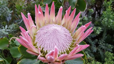 protea flower meaning symbolism  colors pansy maiden