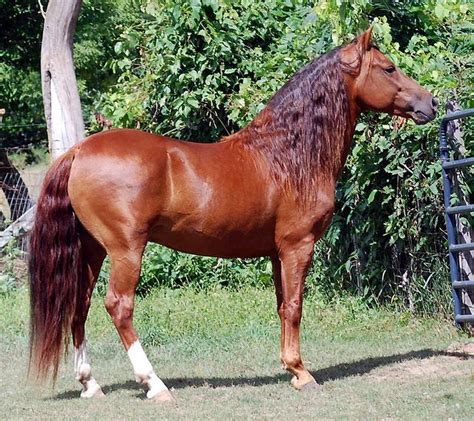 morgans  images  pinterest horses morgan horse  beautiful horses