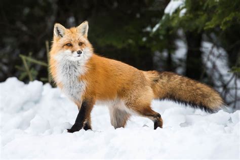 Human Driven Speciation Did We Cause The Red Fox To Evolve Itself