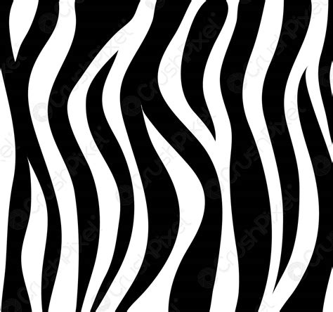 zebra stripes black  white abstract background  skin vector stock