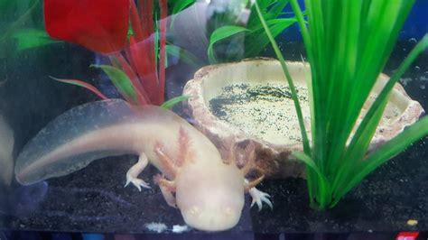 First Axolotl Can Someone Help Confirm Sex Color Newts