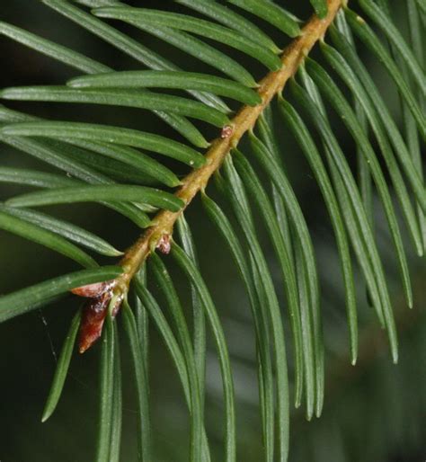 douglas fir tree identification properties  softwood species naturallywood