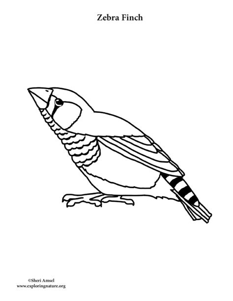zebra finch coloring page