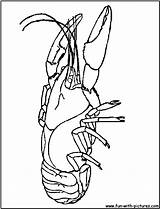 Coloring Getdrawings Crayfish sketch template