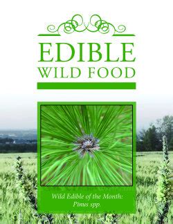 edible wild food blog wild edible   month