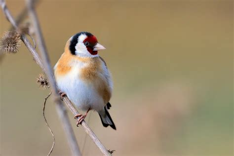 nabu wintervogel zaehlung  diese heimischen voegel gibt es