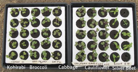 growing cabbage  easy crop  grow