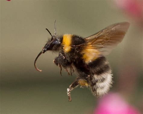 bumblebees fly howdozh