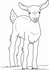 Goat Coloring Coloringpages101 sketch template