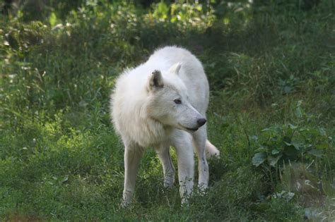 filewatchful arctic wolfjpg wikimedia commons
