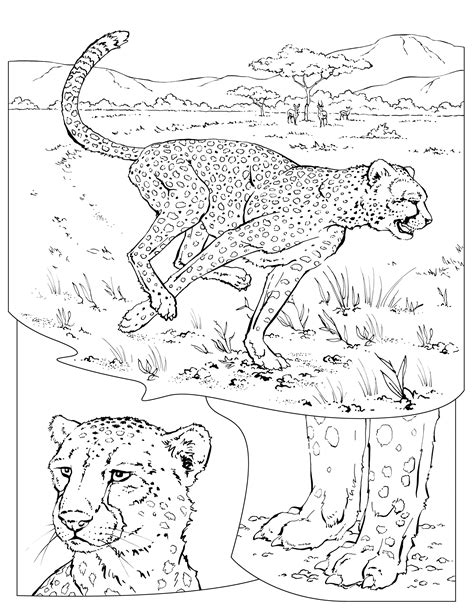 cheetah coloring pages    print