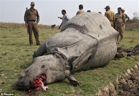 indian rhino left to die in agony after savage hunters