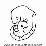 Embryo Fetus sketch template