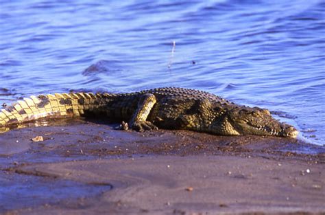 Crocodiles Of Chobe Botswana Chobe Wildlife Guide