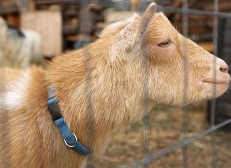 Secret To The Chicago Cubs Curse Horny Goats Politi