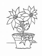 Coloring Poinsettia Pages Flower Christmas Printable Pot Kids Outline Drawings Bouquet Color Print Colouring Drawing Tumblr Sheets Leaf Weed Bestcoloringpagesforkids sketch template