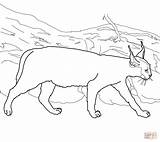 Caracal Coloring Lynx Cat Pages Clipart Printable Drawing Color Caracals Supercoloring Cute Getcolorings Colorings Kids Getdrawings Popular Webstockreview Adult Choose sketch template