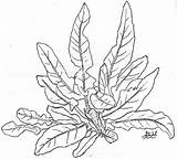 Plants Coloring Pages Sea Plant Tobacco Jungle Leaf Drawing Ocean Color Printable Colouring Flower Rainforest Tropical Drawings Dock Getdrawings Parts sketch template