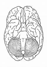 Cerebro Coloring Abajo Brain Gehirn Cervello Hersenen Visto Unteransicht Kleurplaat Malvorlage Human Dibujos Educima Educolor Humano Vistas Fogatas Grote sketch template