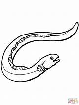 Eel Aal Anguille Ausmalbild Gulper Zeichnen Animali sketch template