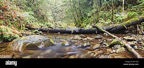 fallen logs  forest stream stock photo alamy