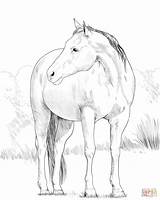 Ausmalbilder Barrel Horses Supercoloring Yearling sketch template