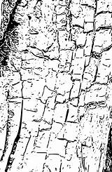 Bark Tree Drawing Getdrawings sketch template