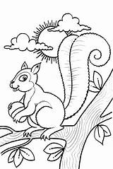 Squirrel Coloring Pages Baby Cartoon Printable Getcolorings Scaredy Getdrawings Squirrels Color sketch template