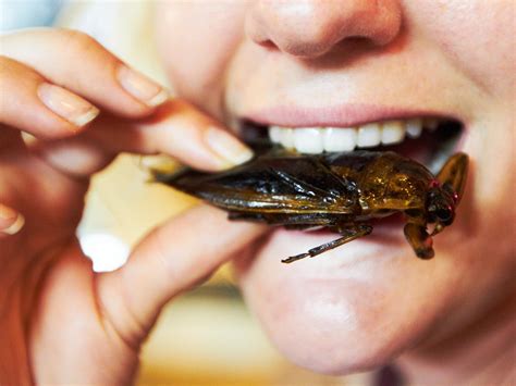 how eating giant hornets and cheese with larvae could solve the global food crisis the independent