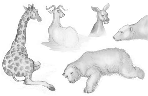 animal drawings  animal drawings