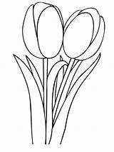 Tulip Drawing Colouring Coloringfolder Coloringme sketch template