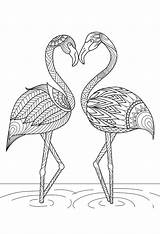 Flamencos Flamingo Dibujos sketch template