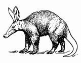 Aardvark Coloring Pages Animalstown Animals Printable Sheet Drawn sketch template