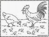 Ayam Mewarnai Betina Jantan Sketsa Rooster Hen Anaknya Sedang Bertelur Beserta Untuk Jago Sepasang Steemitimages Papan Kuda Coq sketch template