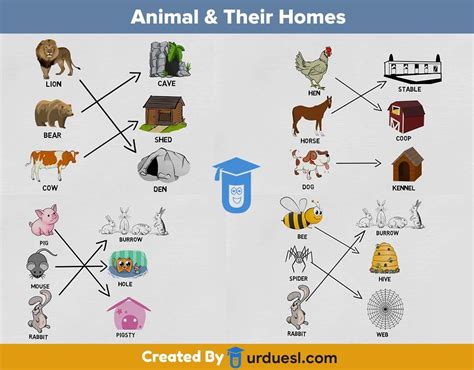 animal   homes  pictures