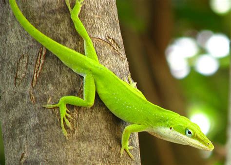 green anole facts  pictures