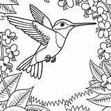 Hummingbird Steady Nectar sketch template