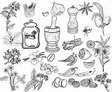 Spices Herbs Parsley sketch template