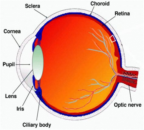 advanced source code  retina recognition system