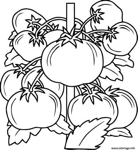 Coloriage Tomate Fruit Legume