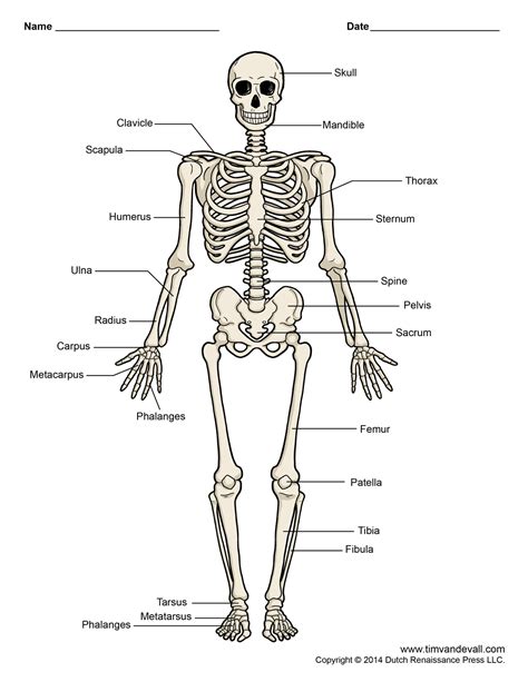 human skeleton diagram tims printables