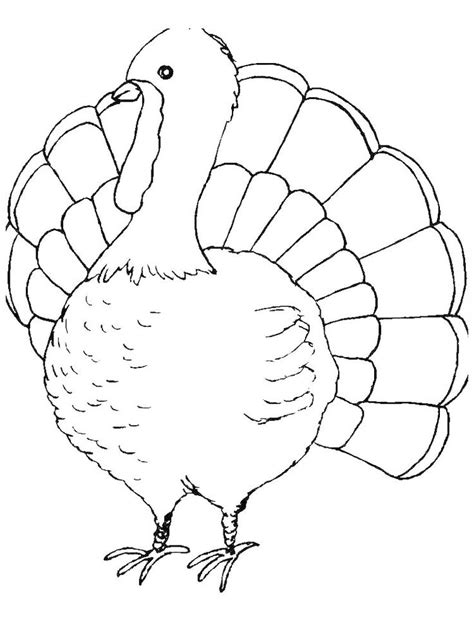 turkey bird coloring pages turkey   type  large bird