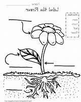 Cell Plant Labels Drawing Getdrawings Animal sketch template
